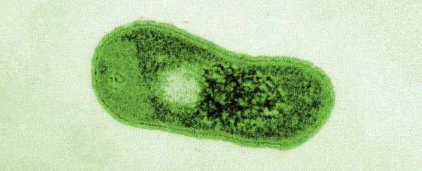 Gemmatimonas phototrophica ব্যাকটেরিয়ার নকল রঙের SEM scanning electron microscopy. ছবি: Jason Dean/Czech Academy of Sciences